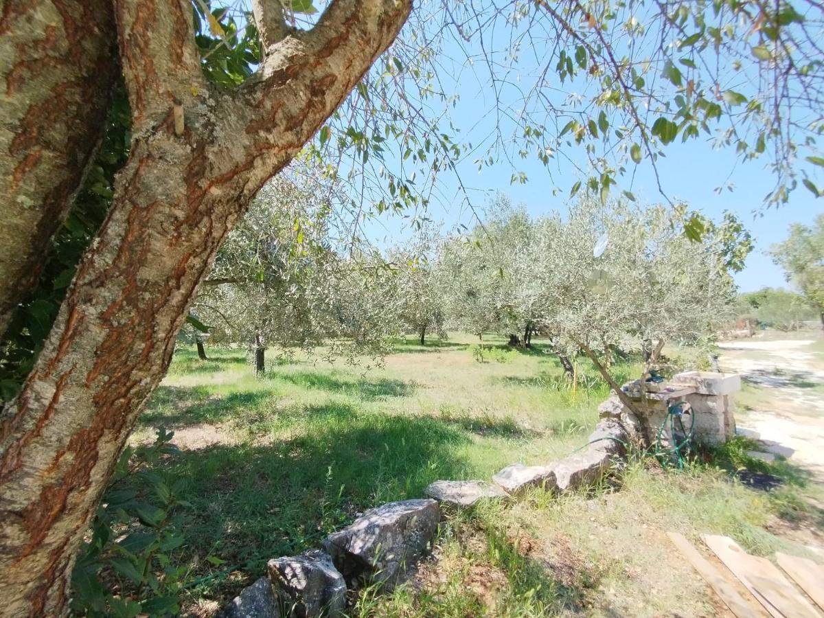 Marti'S House In The Olive Grove Apartment Fazana Exterior photo