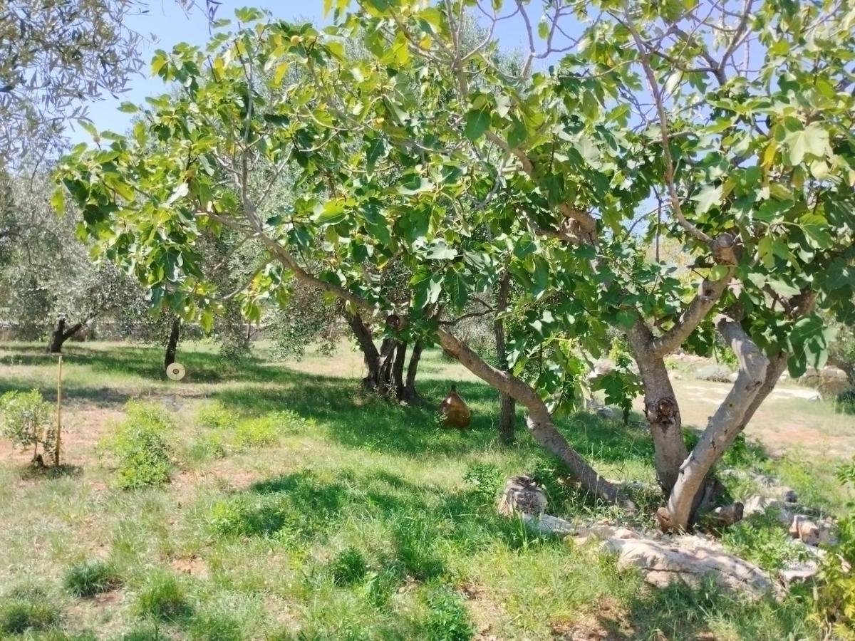 Marti'S House In The Olive Grove Apartment Fazana Exterior photo